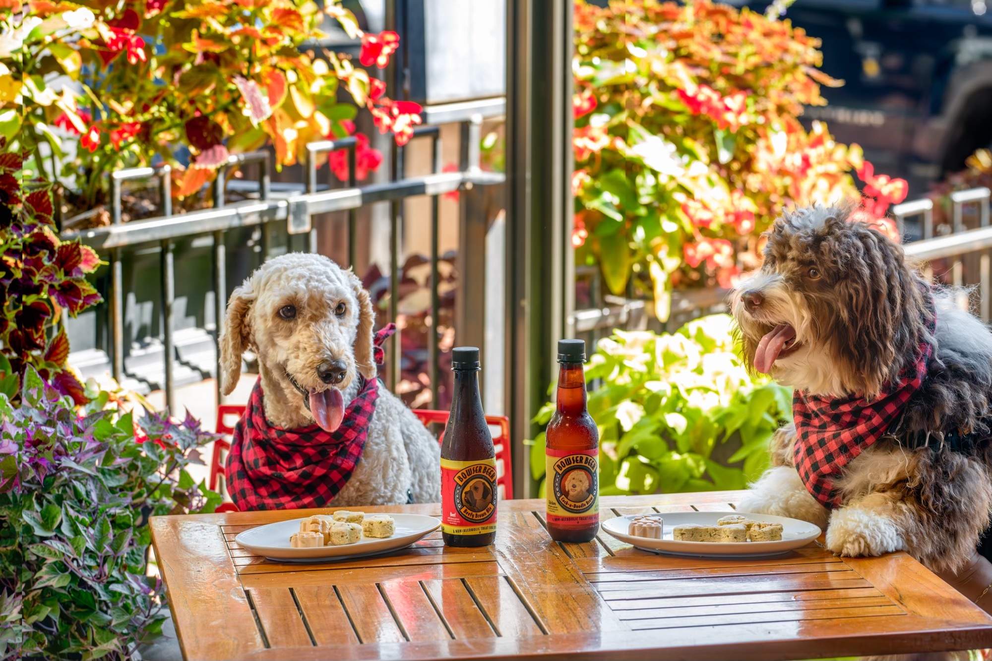 Dog-Friendly Restaurants in Dubai