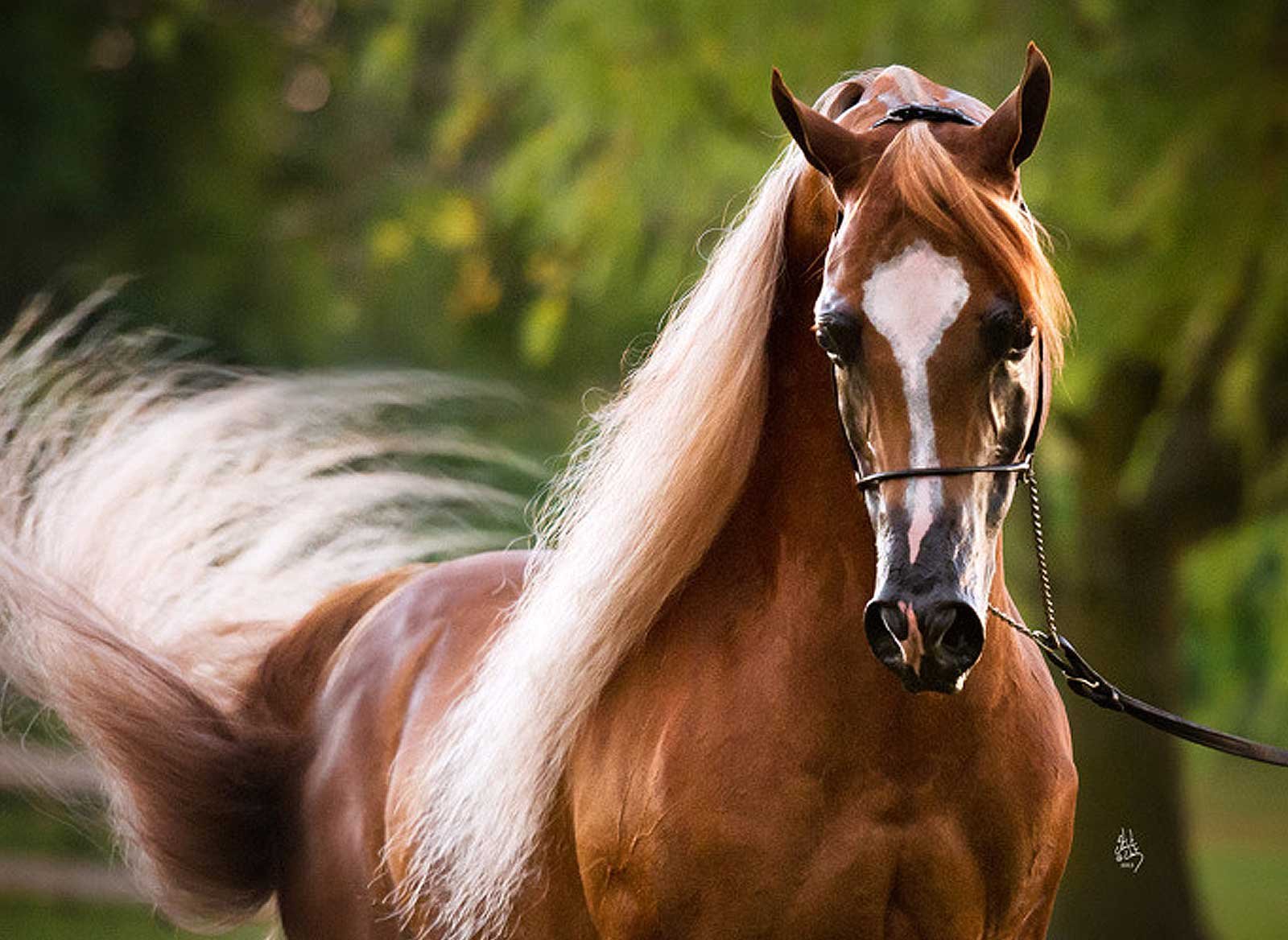 Justify