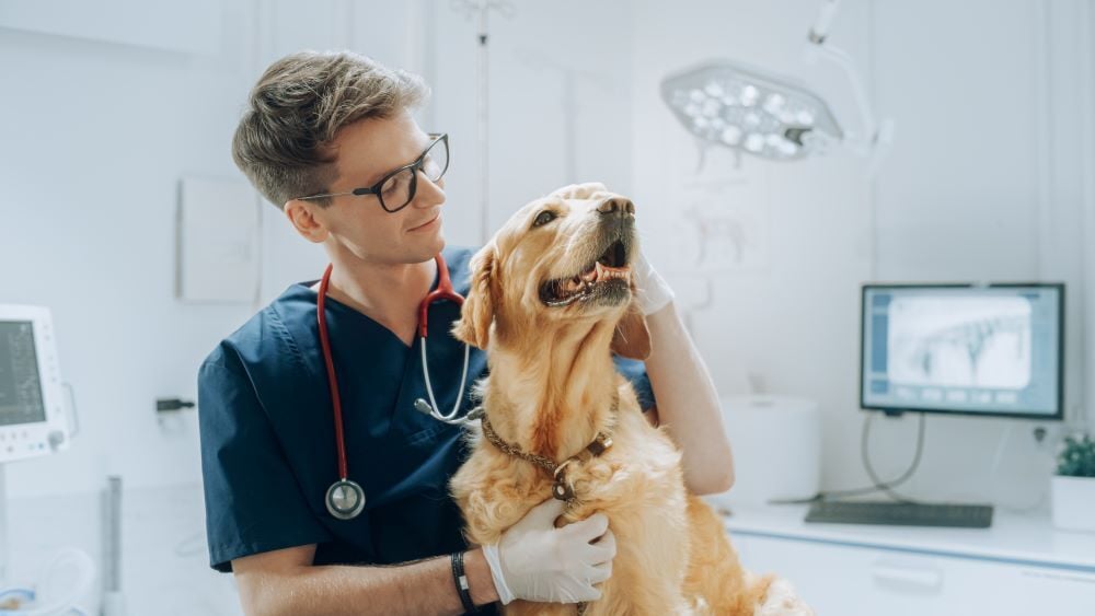 best vet in dubai