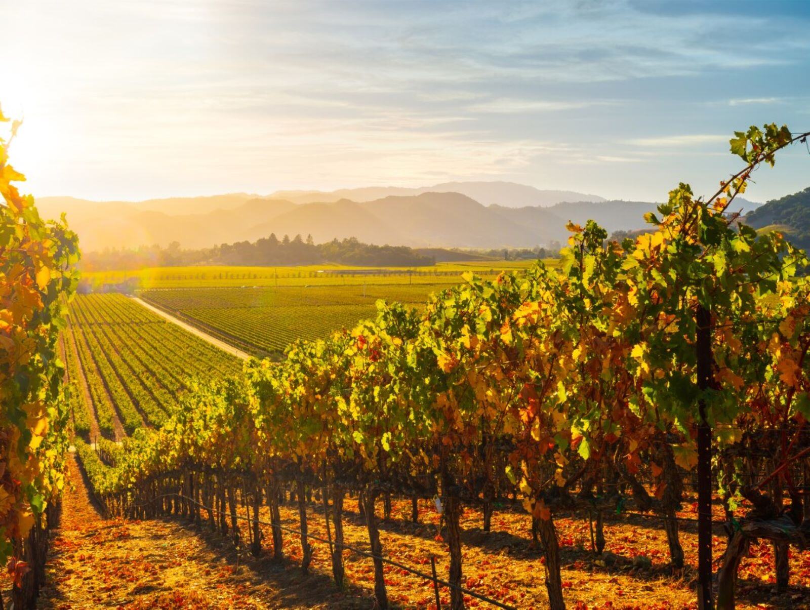 Sotheby’s Brings You Napa Valley’s Finest Wine Collection