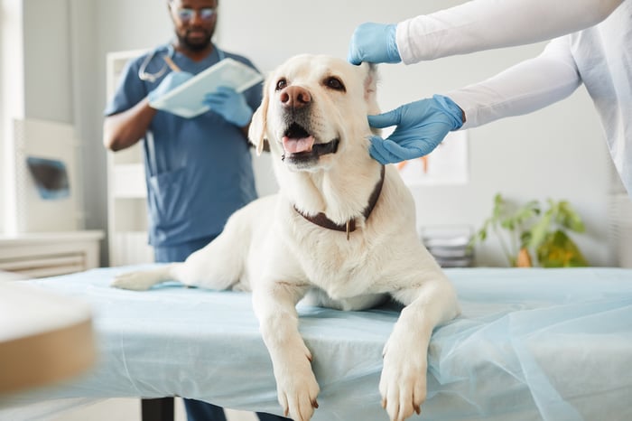 Best Veterinary Clinics in Dubai..jpg Best Veterinary Clinics in Dubai.
