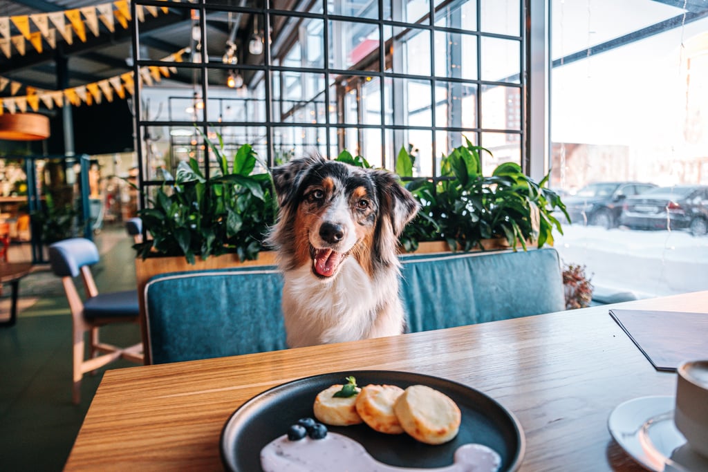 Dog-Friendly Restaurants in Dubai