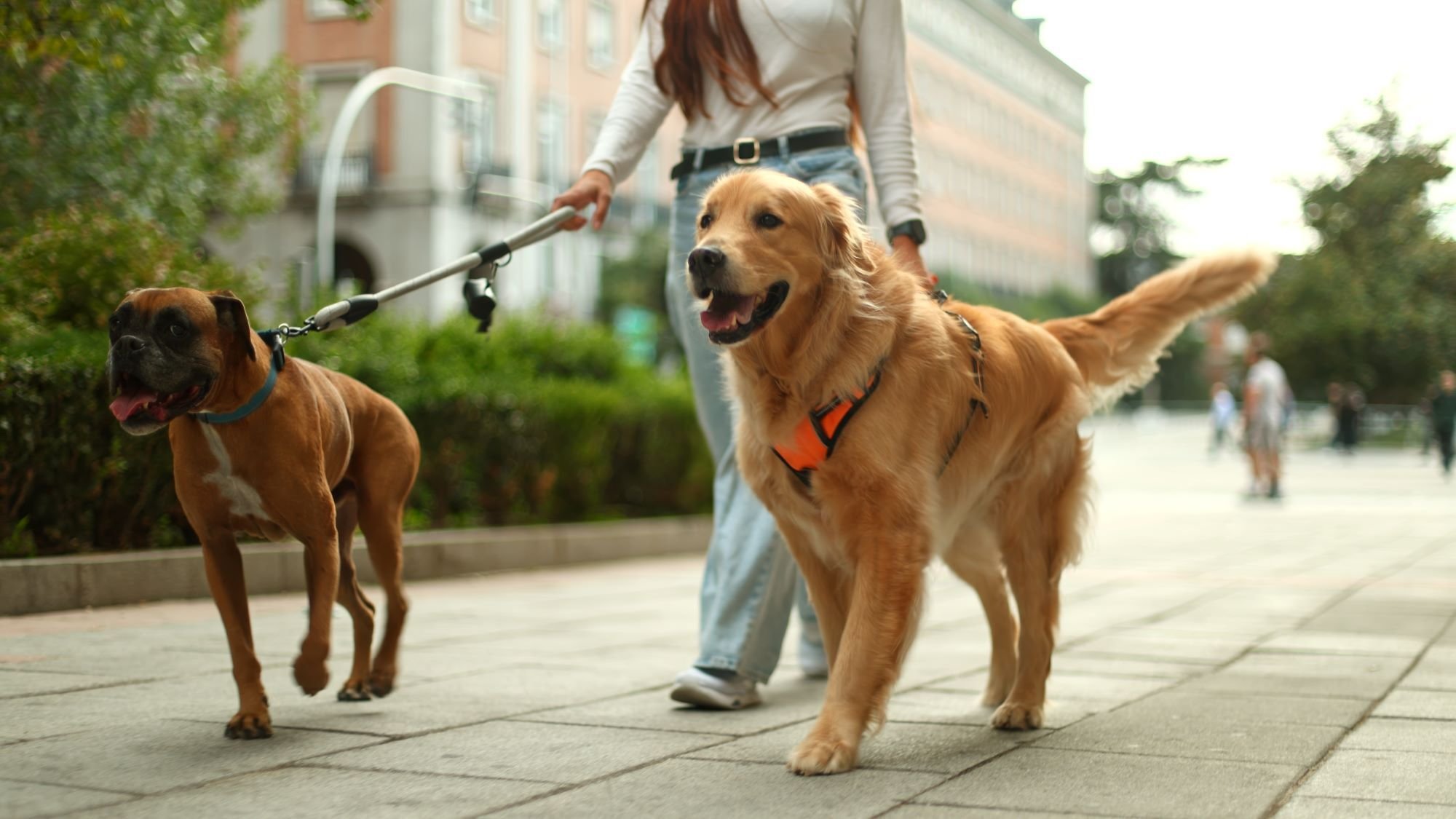 pet friendly places in jumeirah park