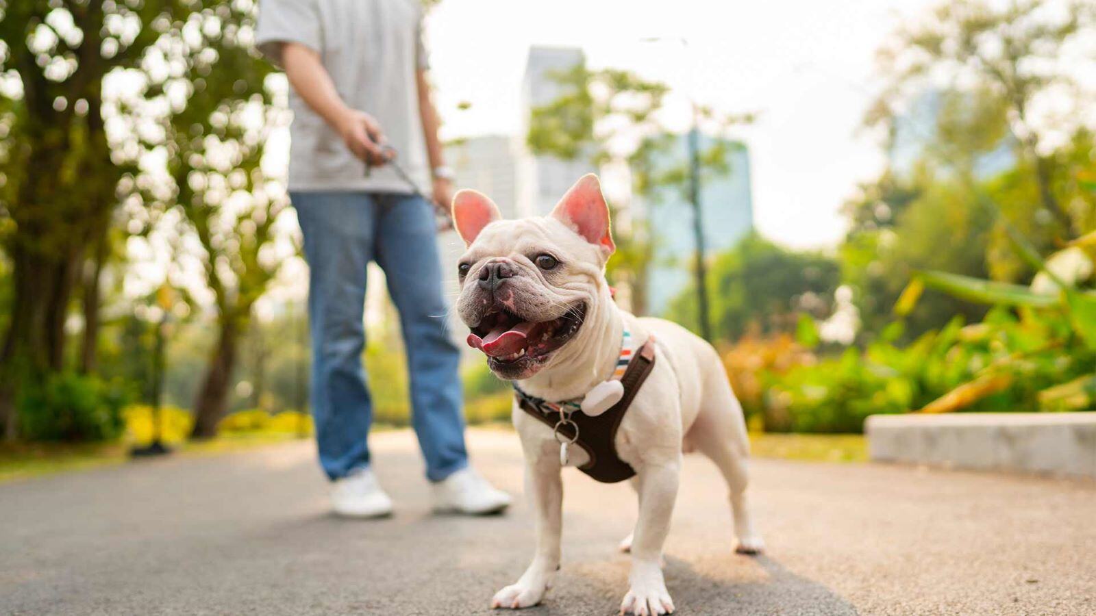 Pet-Friendly Communities in Dubai