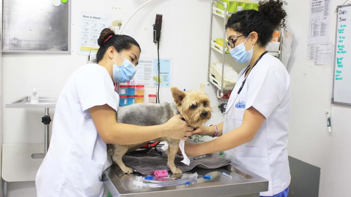 Blue Oasis Veterinary Clinic.jpg Veterinary Hospital Dubai