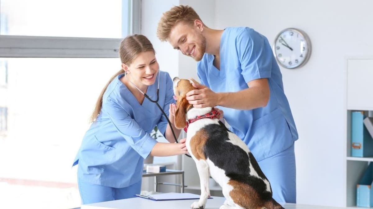 Best Veterinary Hospitals in Dubai