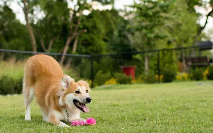 Springs Dog Park.jpg Best Dog Parks in Dubai