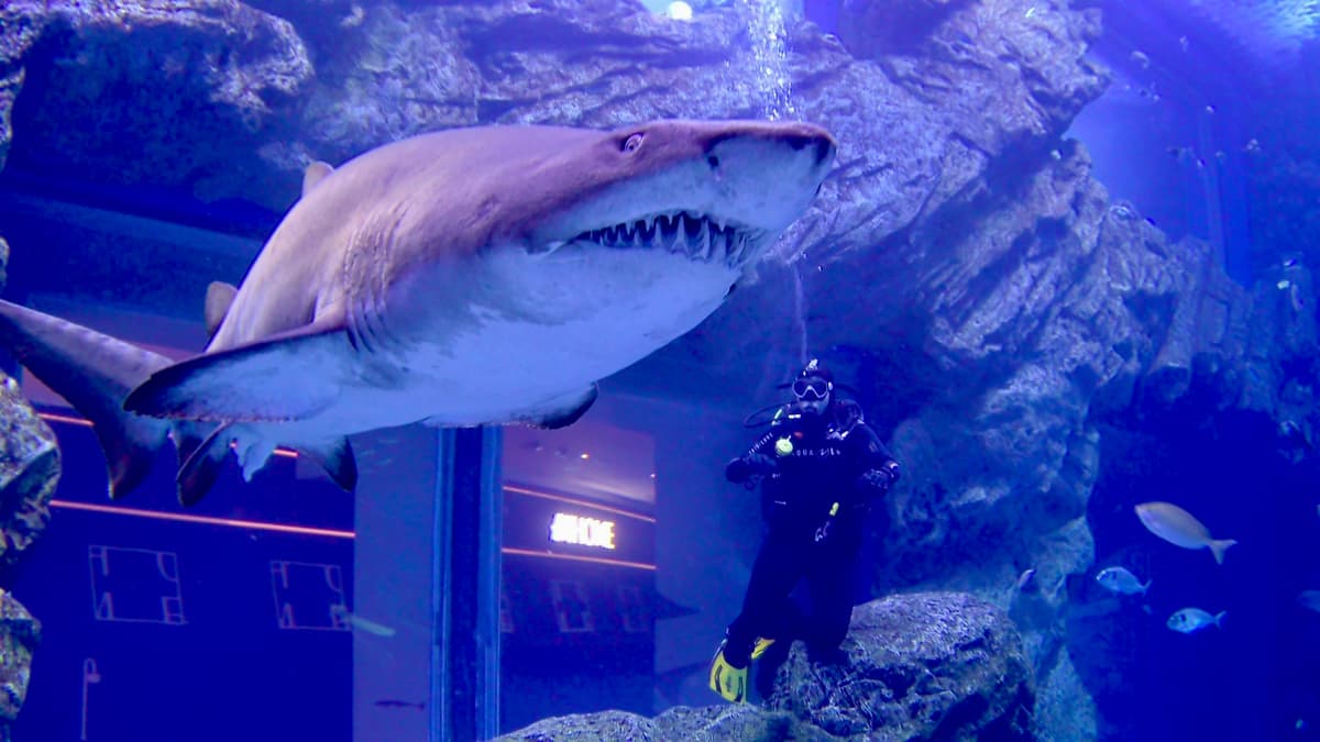 Swim with sharks - Dubai Aquarium & Underwater Zoo.jpg fun activities in dubai for adults