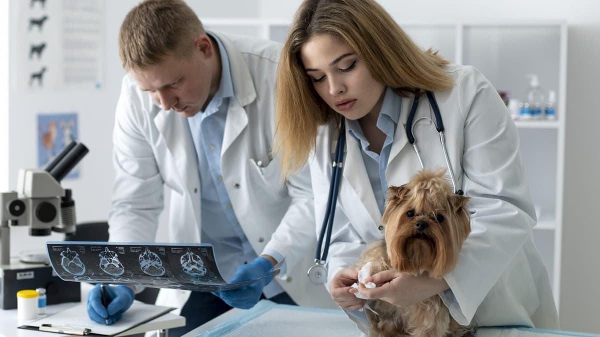 The Best Veterinary Clinics in Dubai