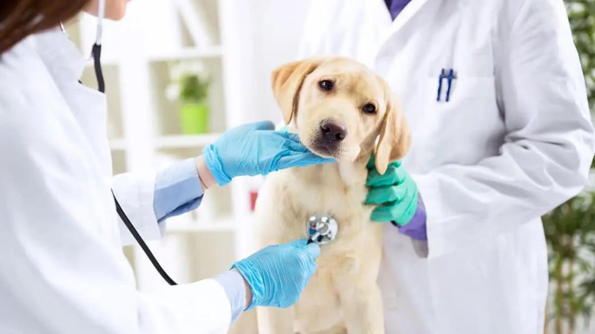 Al Safa Veterinary Clinic.jpg Veterinary Hospital Dubai