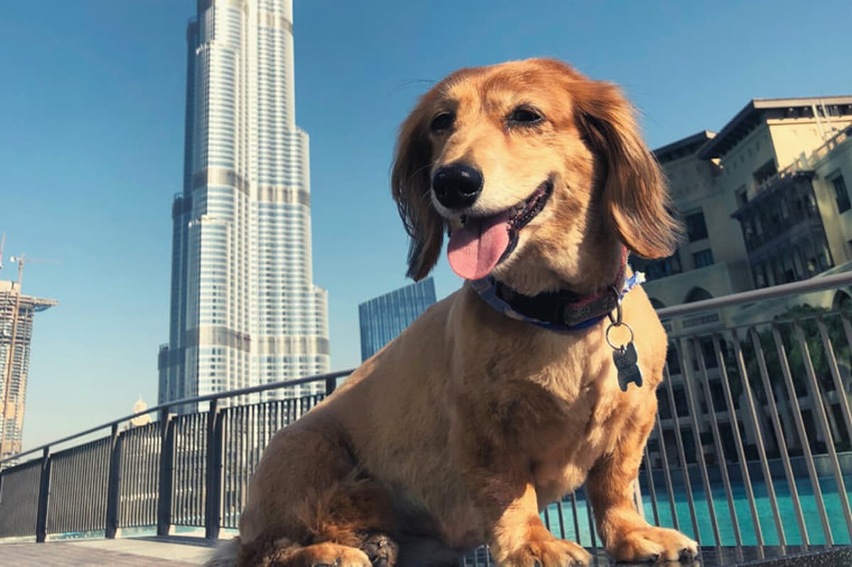 Burj Park.jpg Best Dog Parks in Dubai