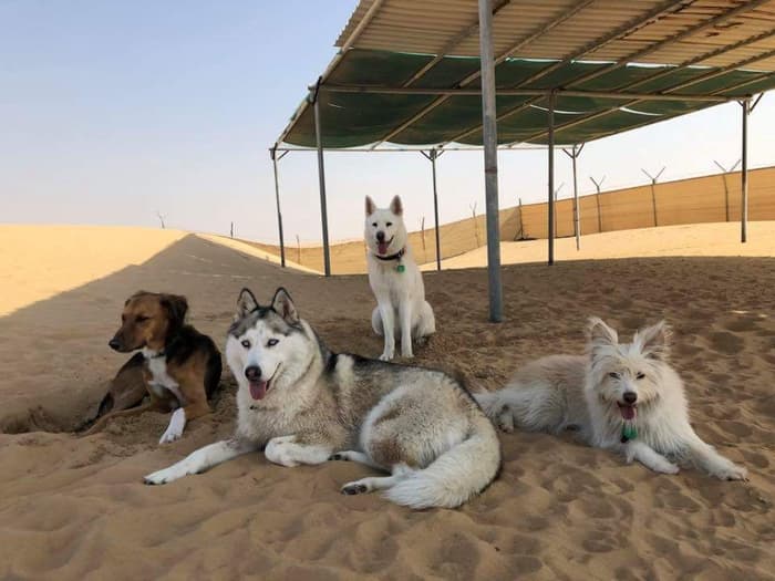 Bark Park Dubai.jpg Best Dog Parks in Dubai