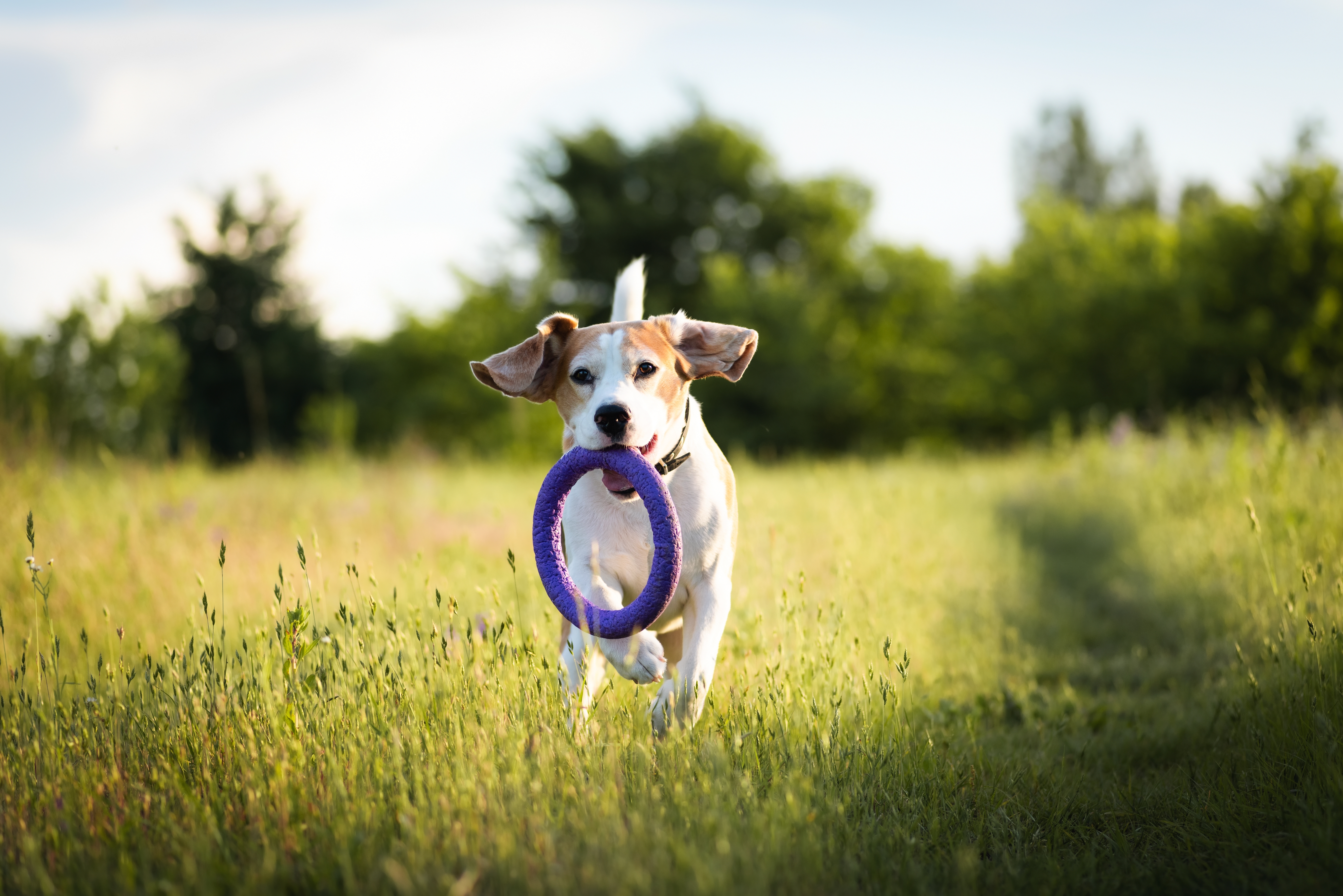 Best Dog Parks in Dubai for Your Loyal Furry Companions