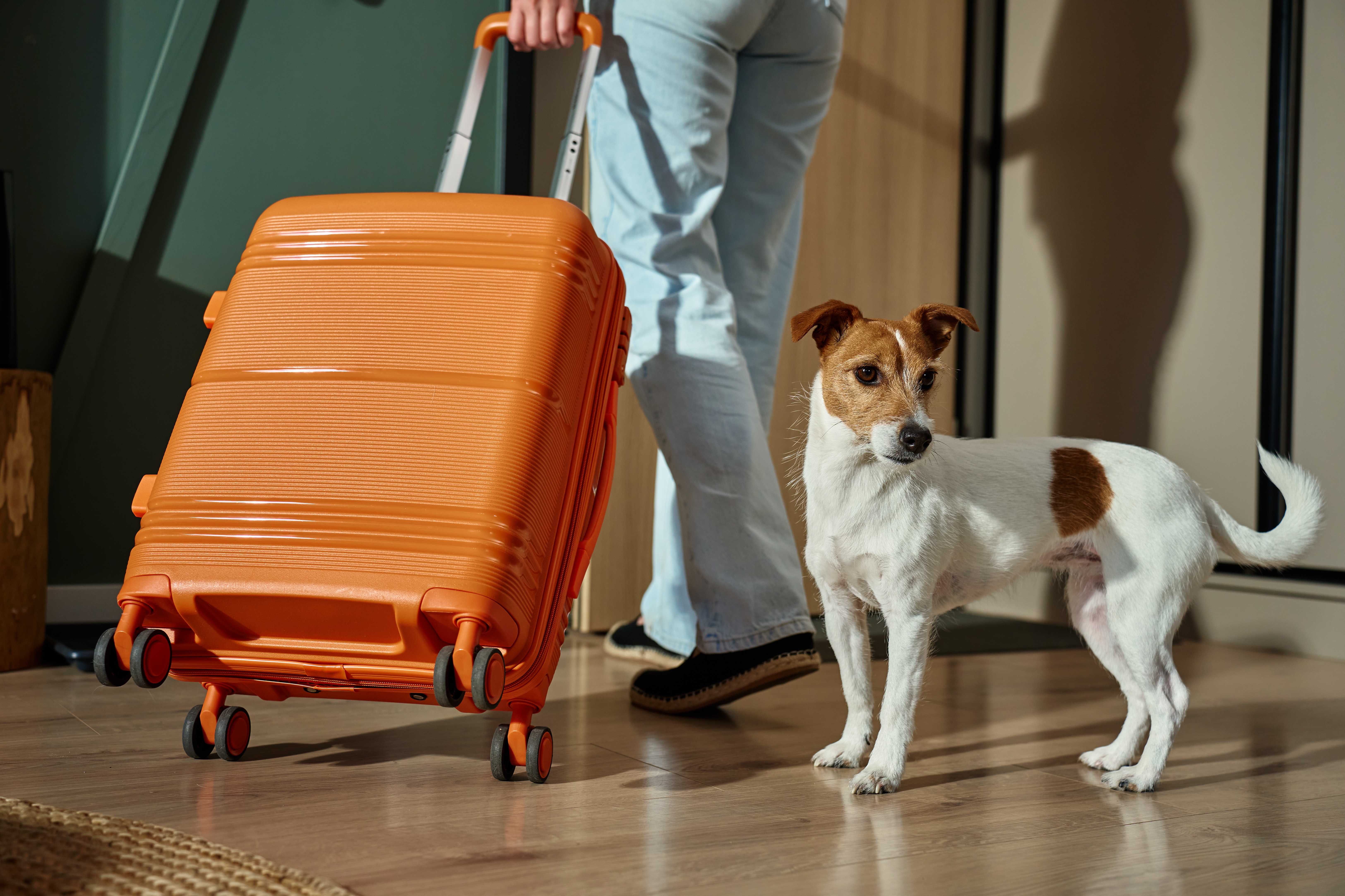 Best Pet-Friendly Hotels in Dubai for a ‘Paw-fect’ Experience